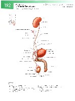 Sobotta  Atlas of Human Anatomy  Trunk, Viscera,Lower Limb Volume2 2006, page 199